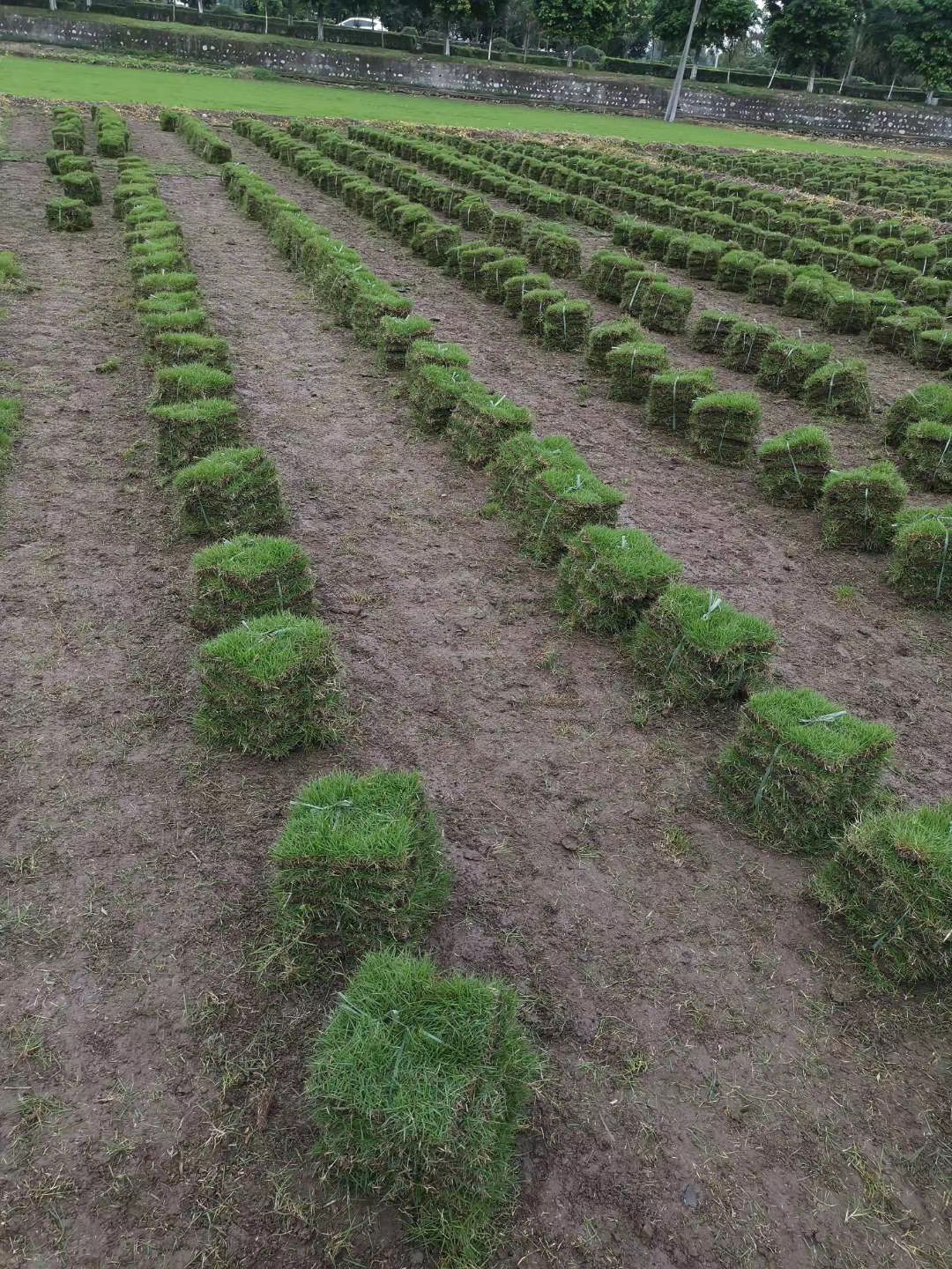 成都草坪厂家   富榛花卉草坪基地   成都草坪批发供应