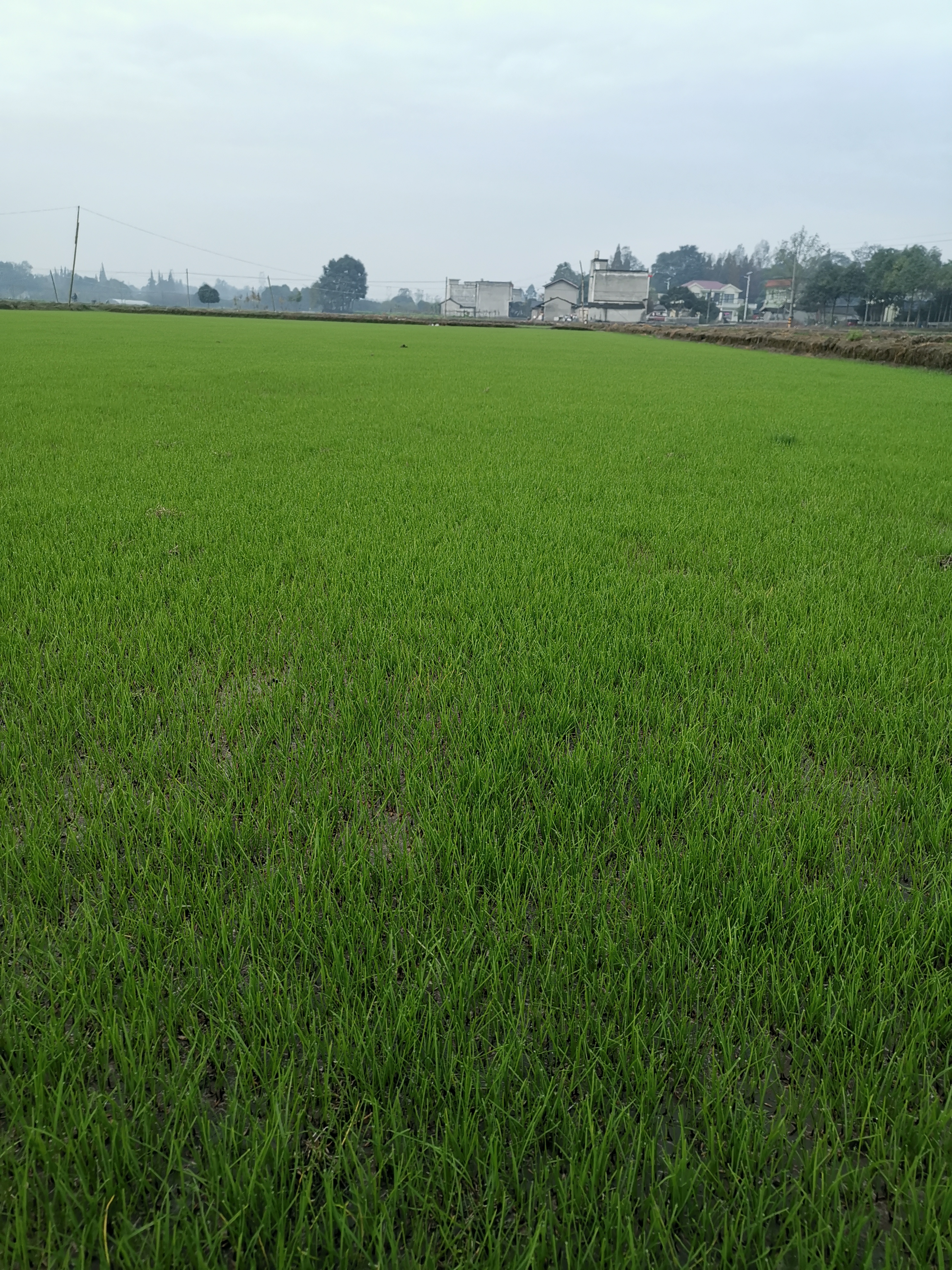 成都台湾二号草坪厂家 富榛花卉台湾二号草坪基地 四川台湾二号草坪批发 厂家供应