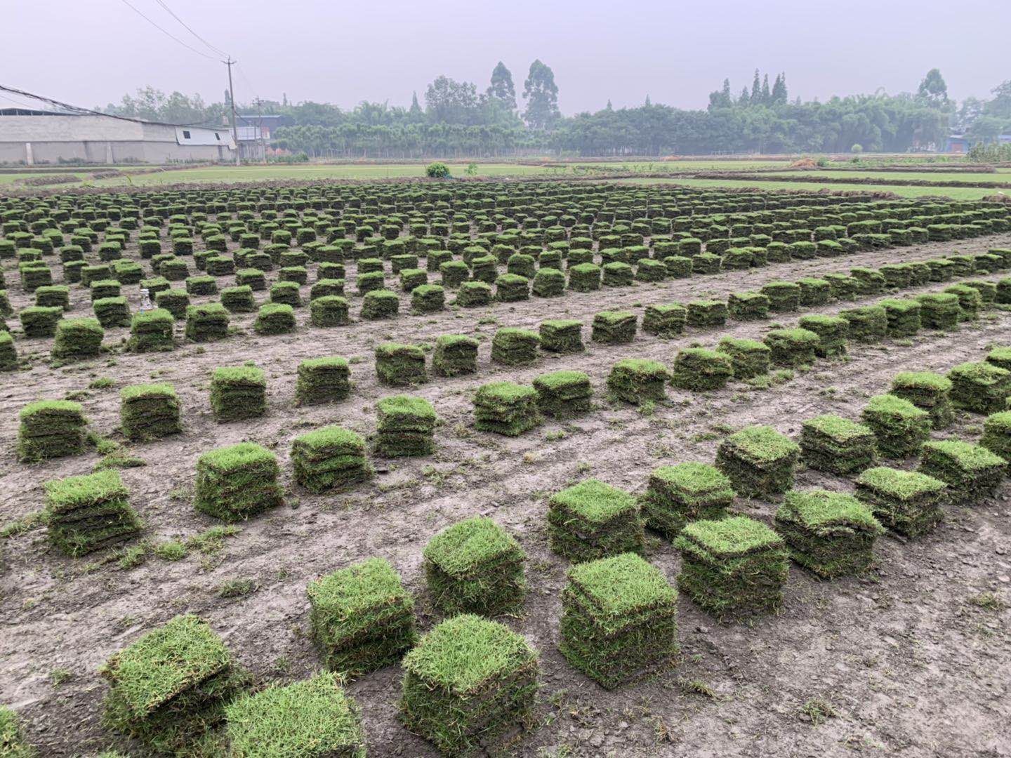 四川混播草坪厂家 富榛花卉草坪基地 四川混播草坪厂家供应