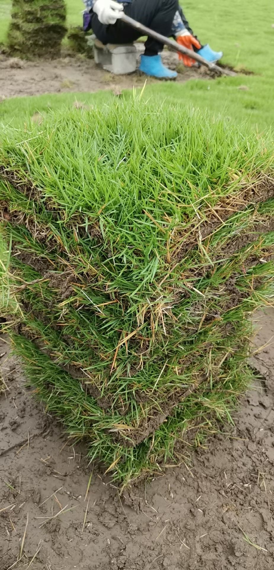台湾二号草坪基地   成都优质草坪批发供应  富榛花卉草坪