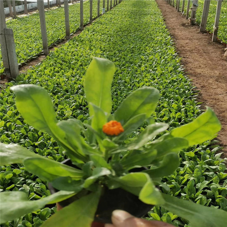 金盏菊 金盏菊基地 金盏菊种子批发 金盏菊价格