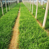  崂峪苔草 秆高16-30厘米 扁三棱形平滑  呈现淡褐色分裂的纤维状