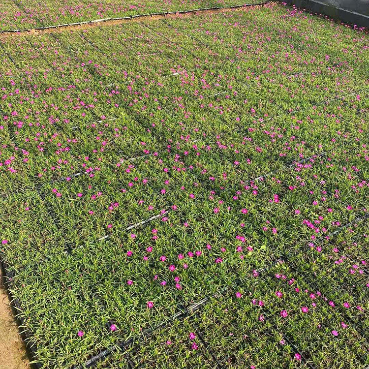 欧石竹 基地培育穴盘苗 长势好价格优
