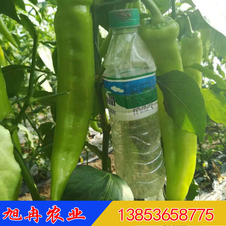 辣椒苗 耐热高产辣椒种苗 圣保罗辣椒种子