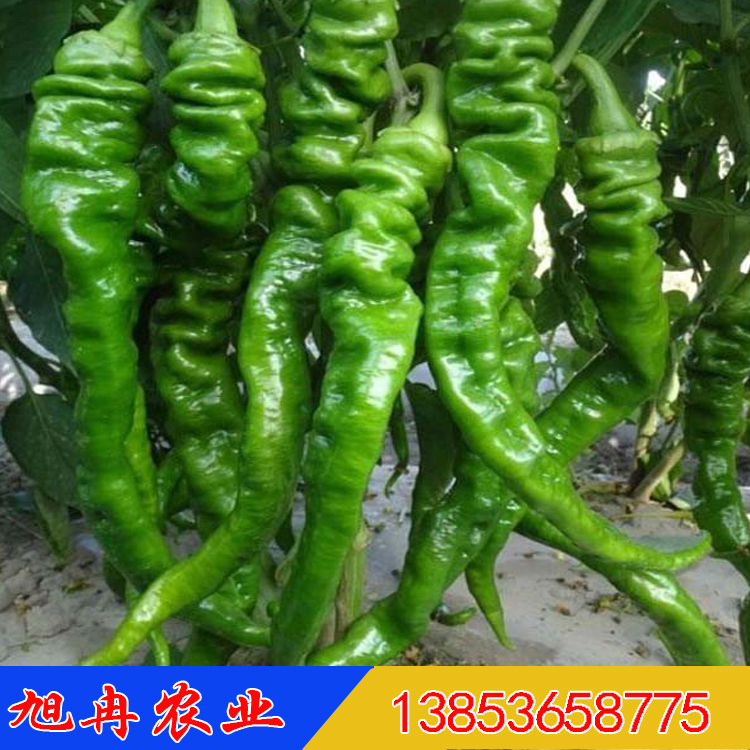 云南螺丝椒苗批发 种植园区直销 新品种辣椒苗 苗场直发