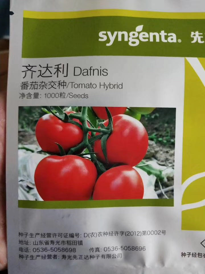 齐达利大红西红柿种子 抗TY病毒西红柿种苗  抗青枯病 不黄皮青肩