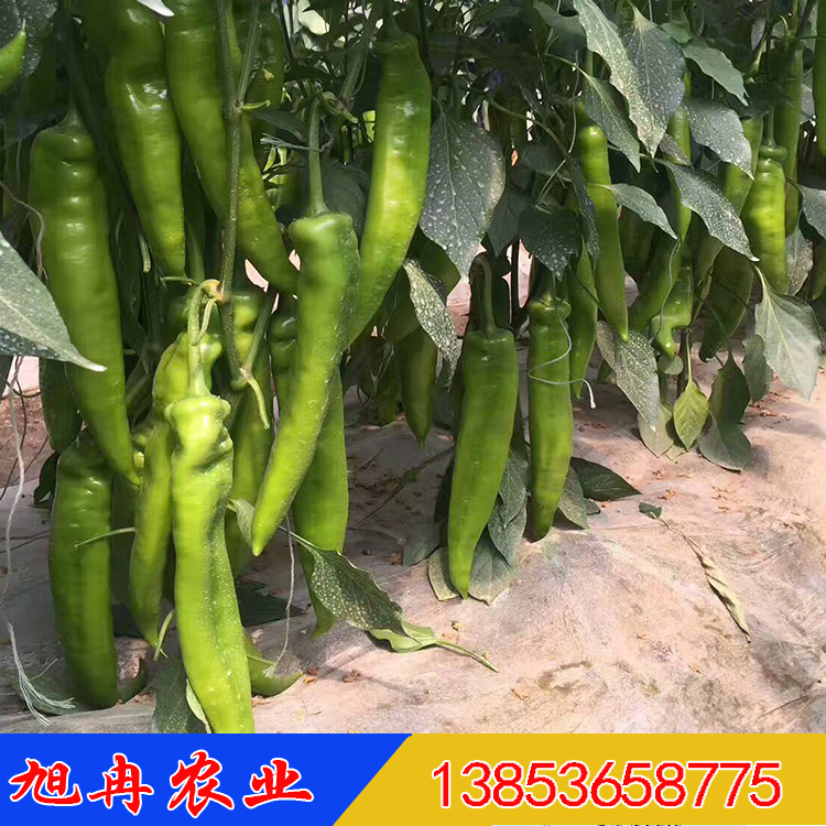 越冬辣椒种苗 抗寒辣椒种子 越冬79辣椒苗