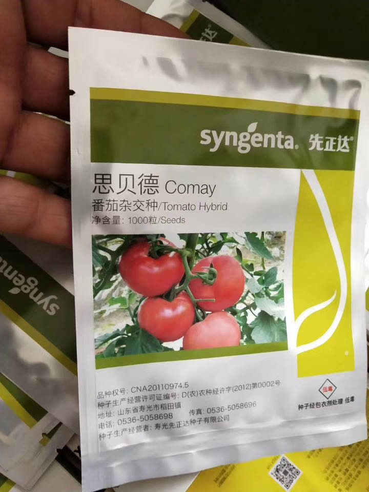 瑞菲番茄种子 齐达利西红柿种子 思贝德番茄种子 西红柿苗 番茄嫁接苗