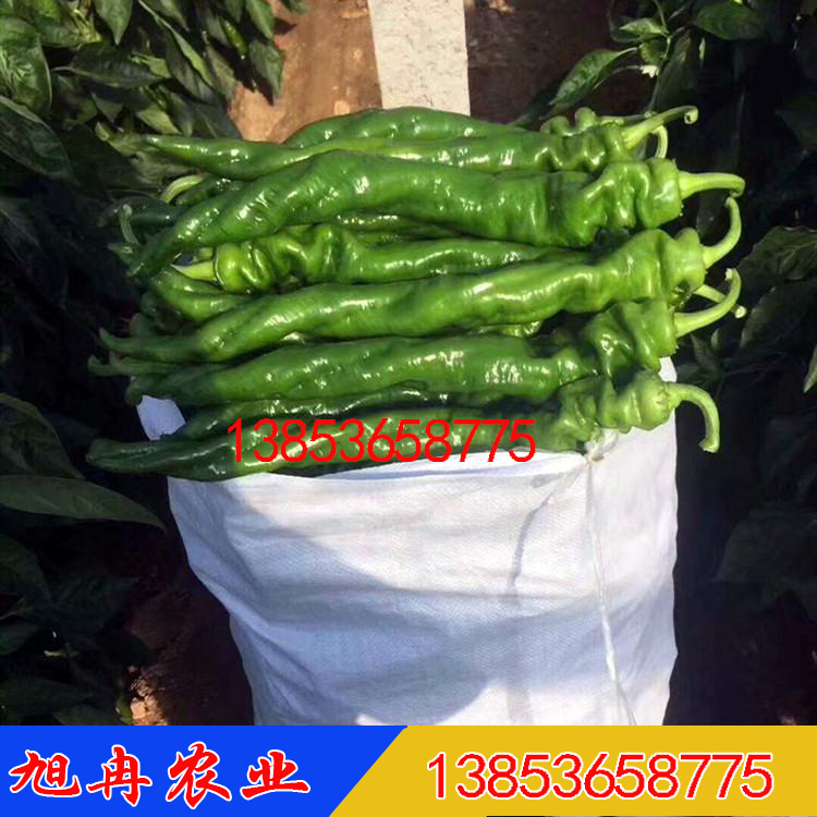 螺丝椒种子 华美105 金螺丝螺丝椒种子  陇椒种子 辣椒苗
