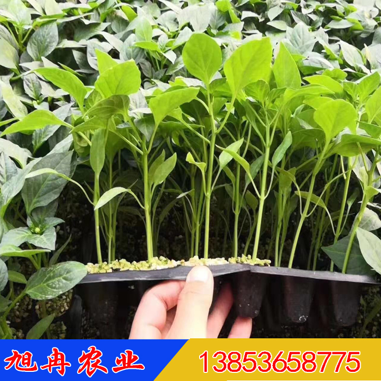 华美105辣椒苗  螺丝椒种子  螺丝椒苗