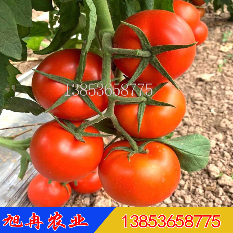 瑞菲番茄种子 思贝德西红柿种子 先正达番茄种子公司 齐达利番茄种子