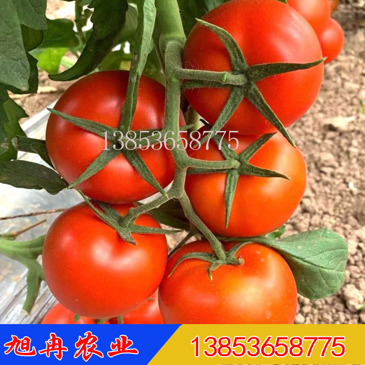 8848大红西红柿种子 唯根斯8848红果西红柿种子