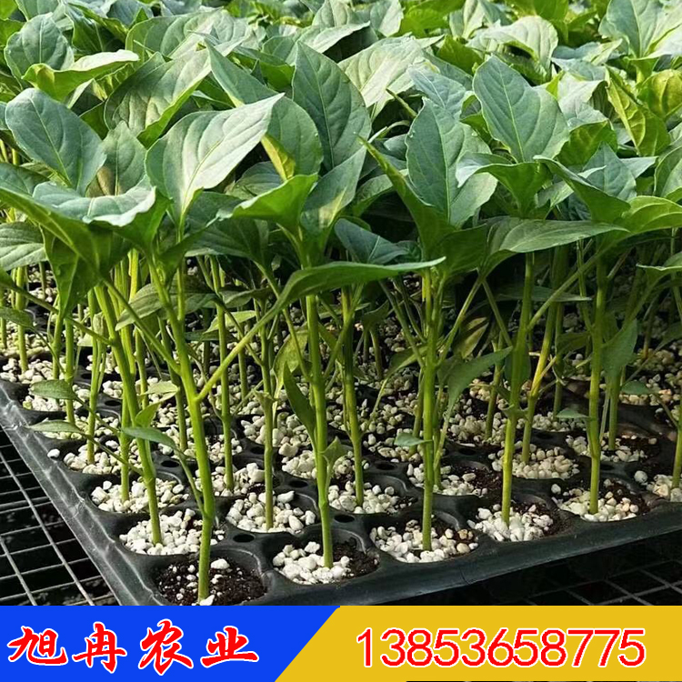 大果辣椒种子37-79 瑞克斯旺37-74辣椒种子辣椒苗