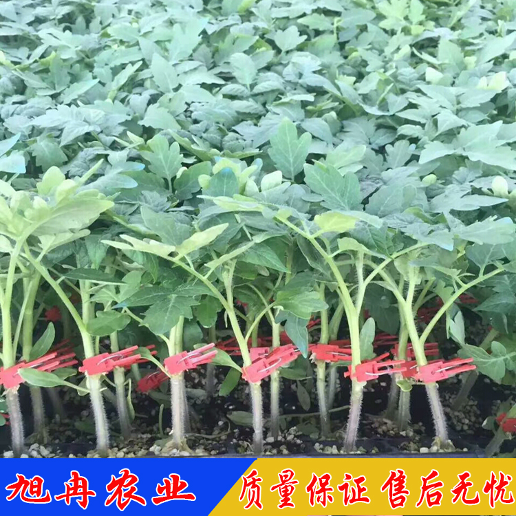 西红柿嫁接苗 番茄嫁接苗 嫁接齐达利红果西红柿 思贝德红果西红柿嫁接苗