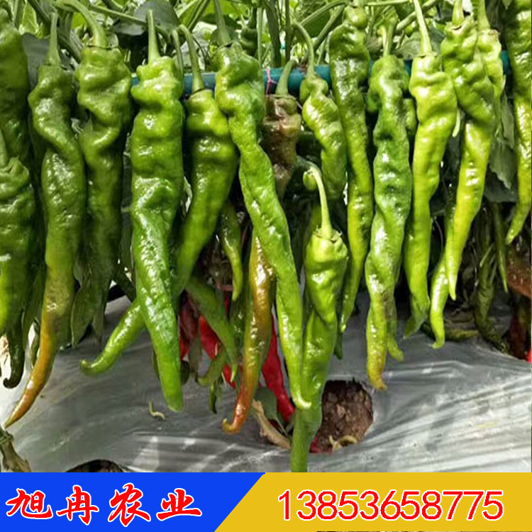 批发新品种辣椒苗  尖椒辣椒种苗 越冬辣椒种苗 长势好产量高