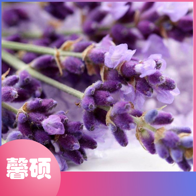 颜色多种   馨硕园艺  薰衣草  薰衣草花海  量大价优