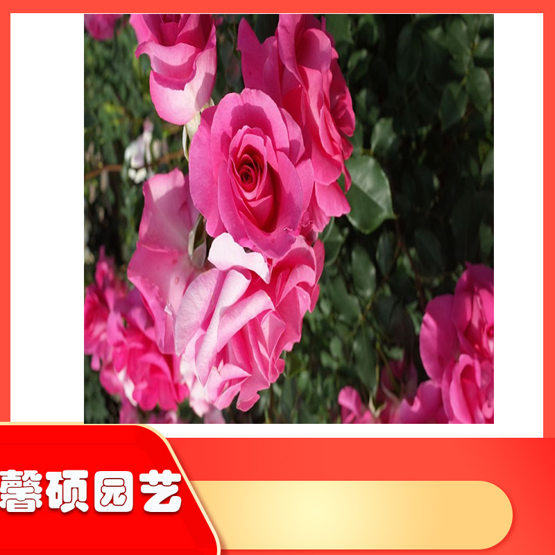 藤本植物丰花月季  月季基地  丰花月季供应商  馨硕