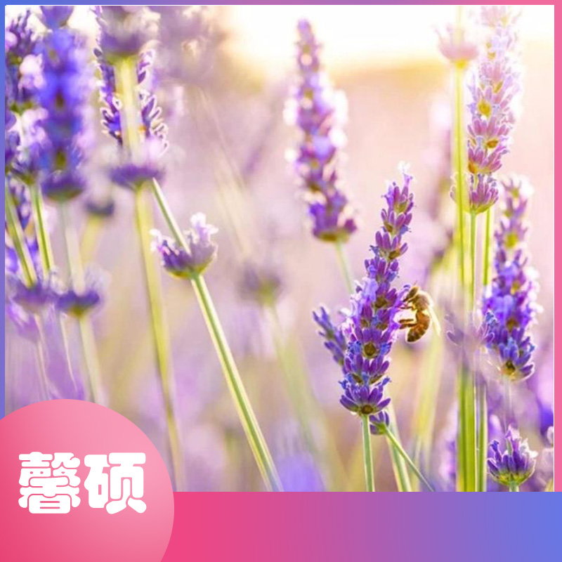双色盆薰衣草  培育基地 薰衣草批发 装饰花卉