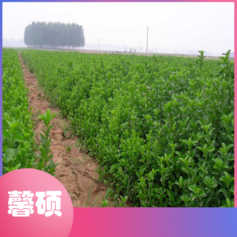 馨硕  观赏苗木瓜子黄杨 盆栽瓜子黄杨 瓜子黄杨杯苗