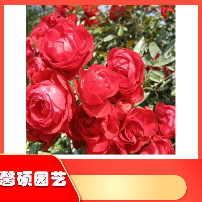 大花月季  美化庭院观赏月季花卉 馨硕 花朵多 花期长