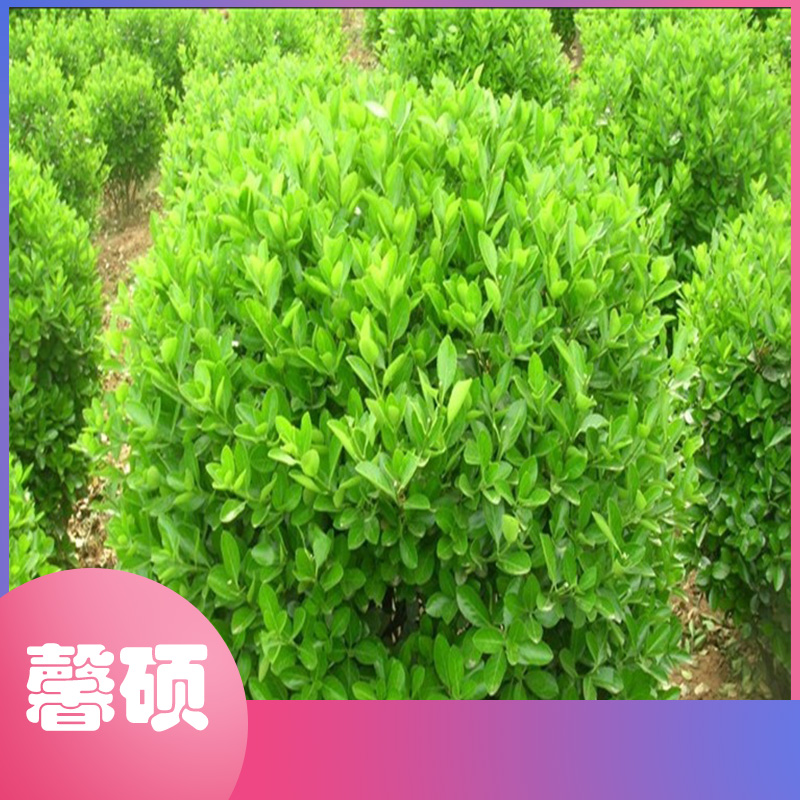 瓜子黄杨   黄杨树   品种全  选馨硕