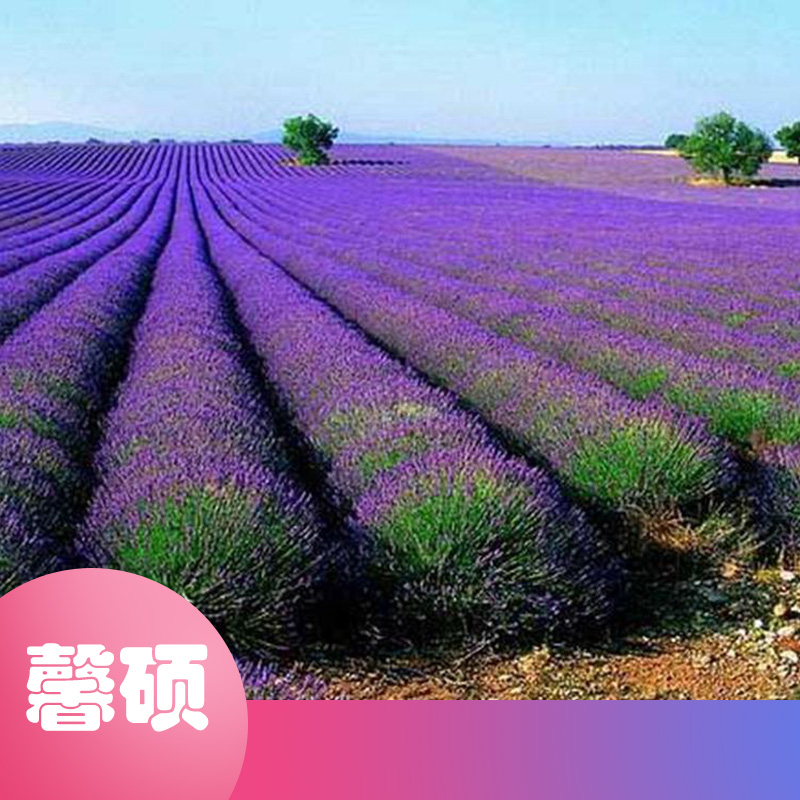 馨硕--薰衣草--薰衣草花海--装饰花卉 