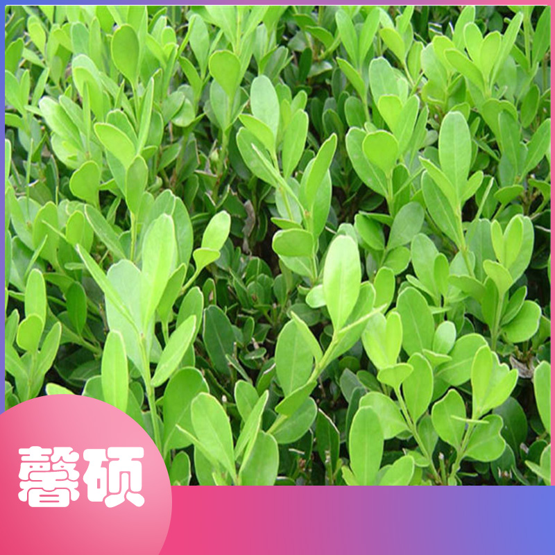 馨硕园艺  易存活   绿化工程专用苗  瓜子黄杨  黄杨基地
