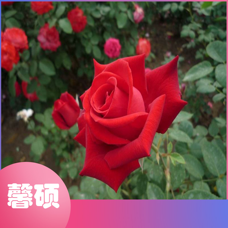 造型多样  馨硕园艺  丰花月季盆栽  月季供应商 月季基地直销