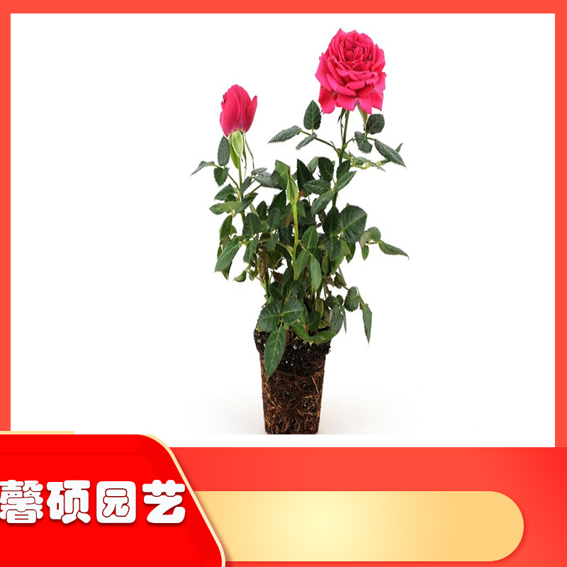馨硕  丰花月季种植  基地直销  丰花月季小苗  花期长观赏价值高