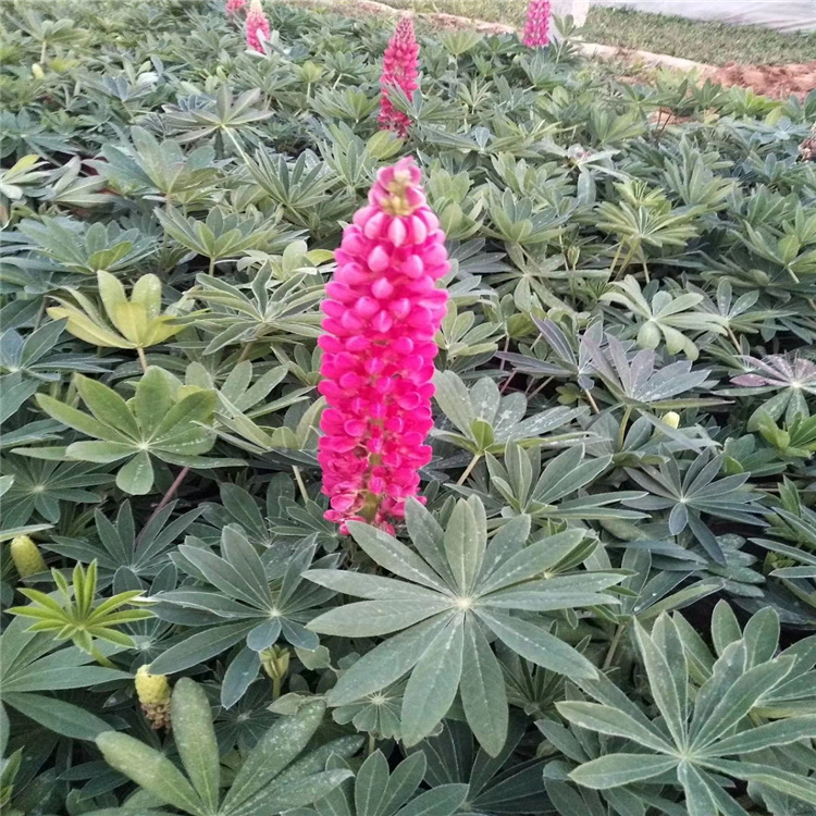 时令花卉羽扇豆基地 羽扇豆价 羽扇豆报价