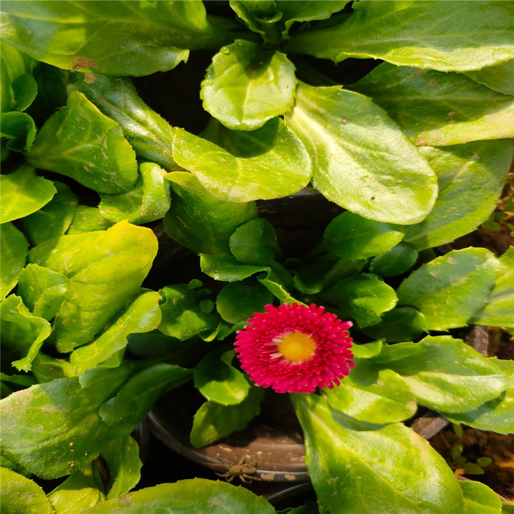 雏菊厂家批发植物小苗 雏菊苗基地 耐寒草花雏菊 雏菊苗批发价