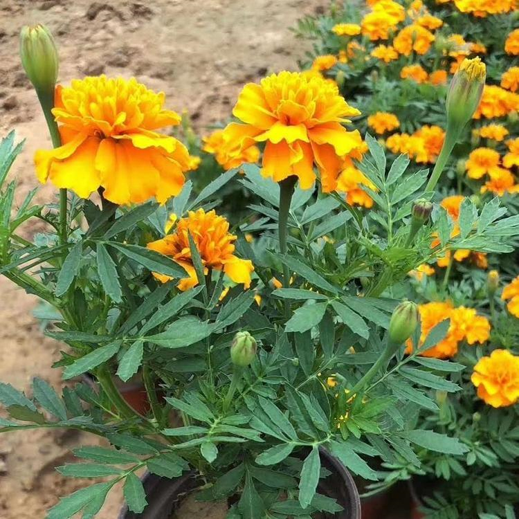 欢迎咨询万诺 盆栽万寿菊 万寿菊批发商