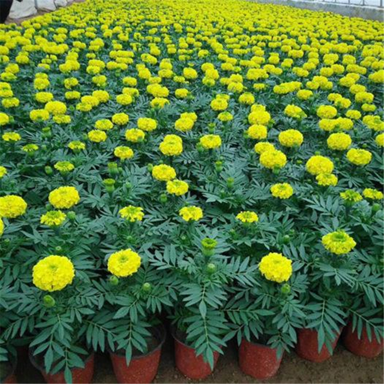 苗圃供应 盆栽万寿菊 万寿菊价格