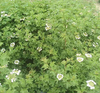 天目琼花 采购基地 山东天目琼花供应商