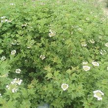天目琼花 采购基地 山东天目琼花供应商