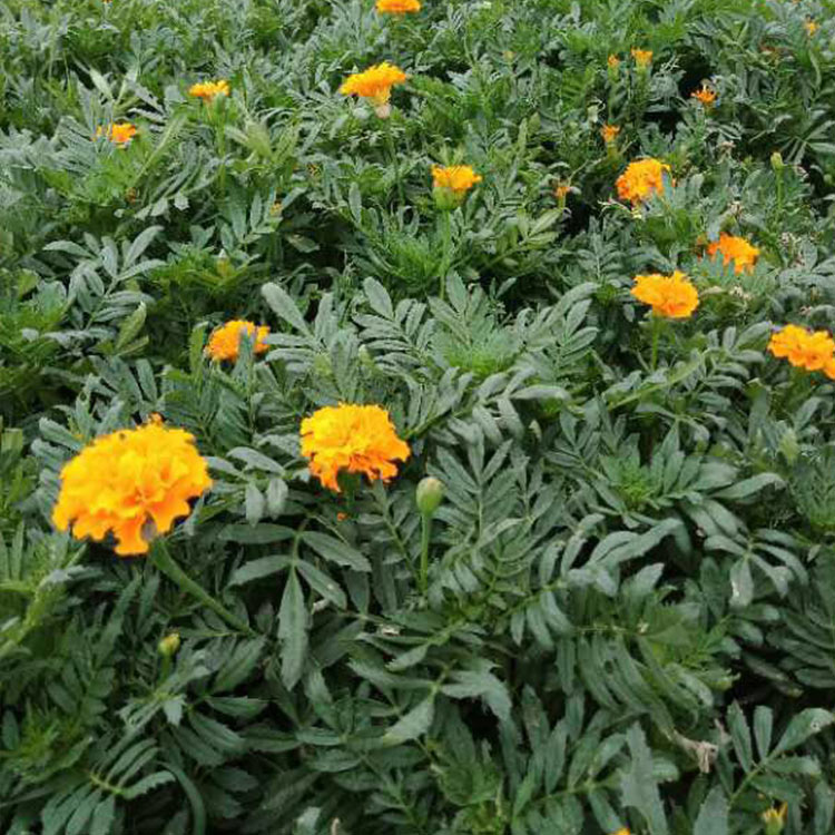 孔雀草报价 批发基地 孔雀草 一年生宿根草花