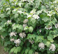 天目琼花 价格实惠 青州天目琼花销售