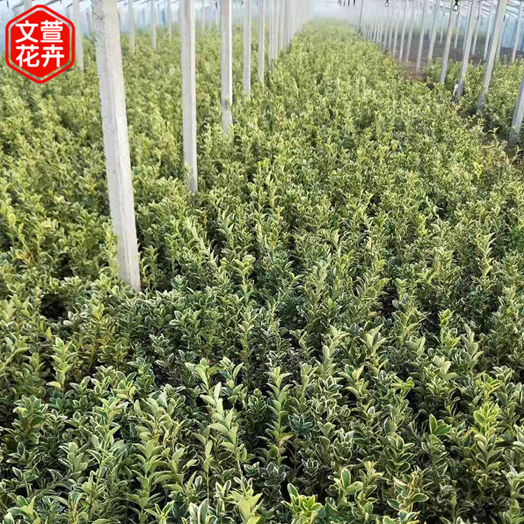 金边黄杨种植基地 青州金边黄杨 园林绿化苗价格