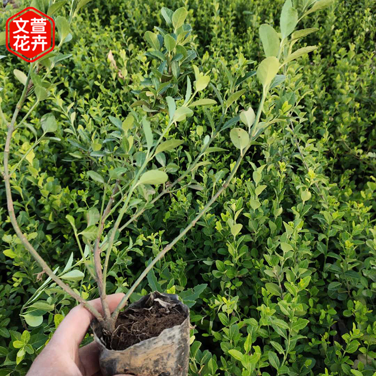 小叶扶芳藤报价 好苗预定 工地用小叶扶芳藤苗
