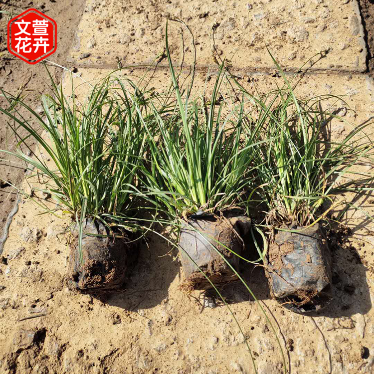 青绿苔草 自产自销 山东青绿苔草销售