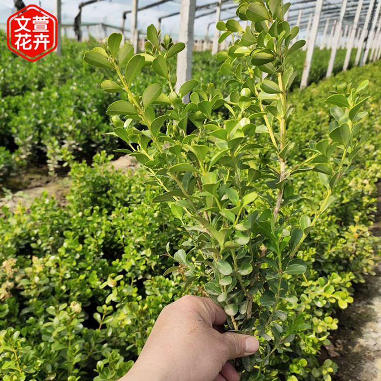 地栽黄杨种植基地 根须长势好 青州黄杨苗