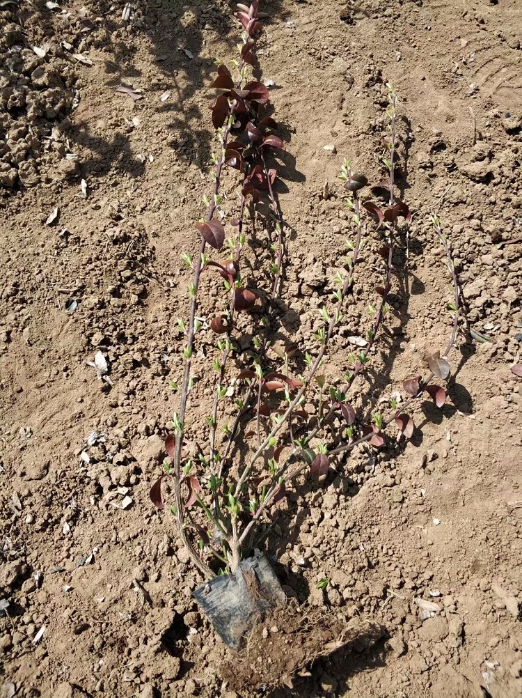大叶扶芳藤批发 地被苗价格 爬藤植物批发 小叶扶芳藤基地