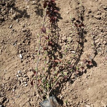 大叶扶芳藤批发 地被苗价格 爬藤植物批发 小叶扶芳藤基地