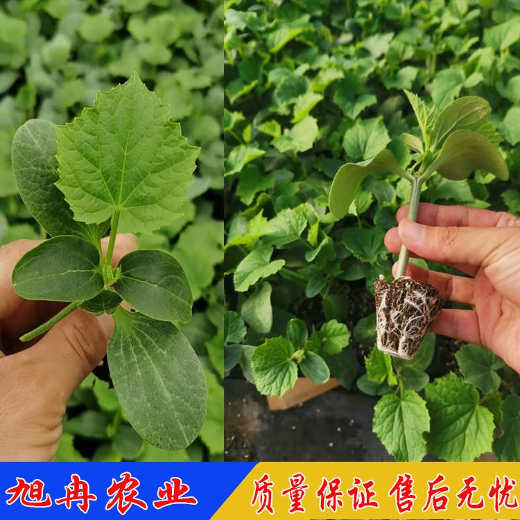 强生519早春种植黄瓜苗 强生519黄瓜种苗