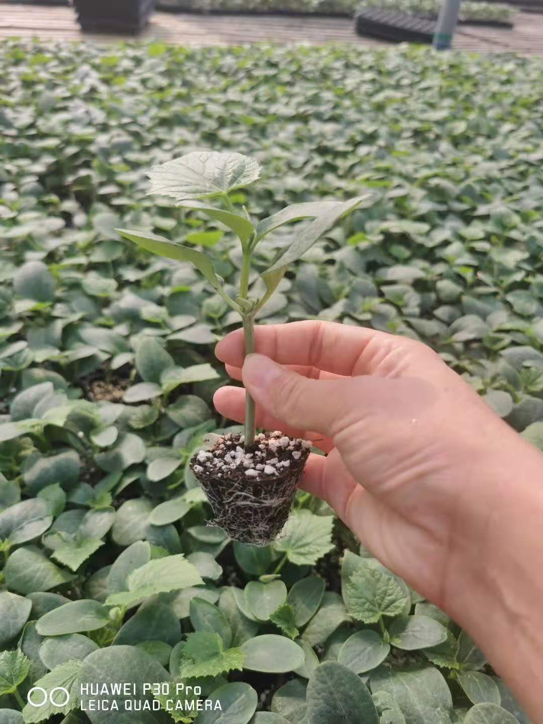 越冬曼迪大红西红柿苗  西红柿种子种苗 抗死棵 硬度高 耐储运