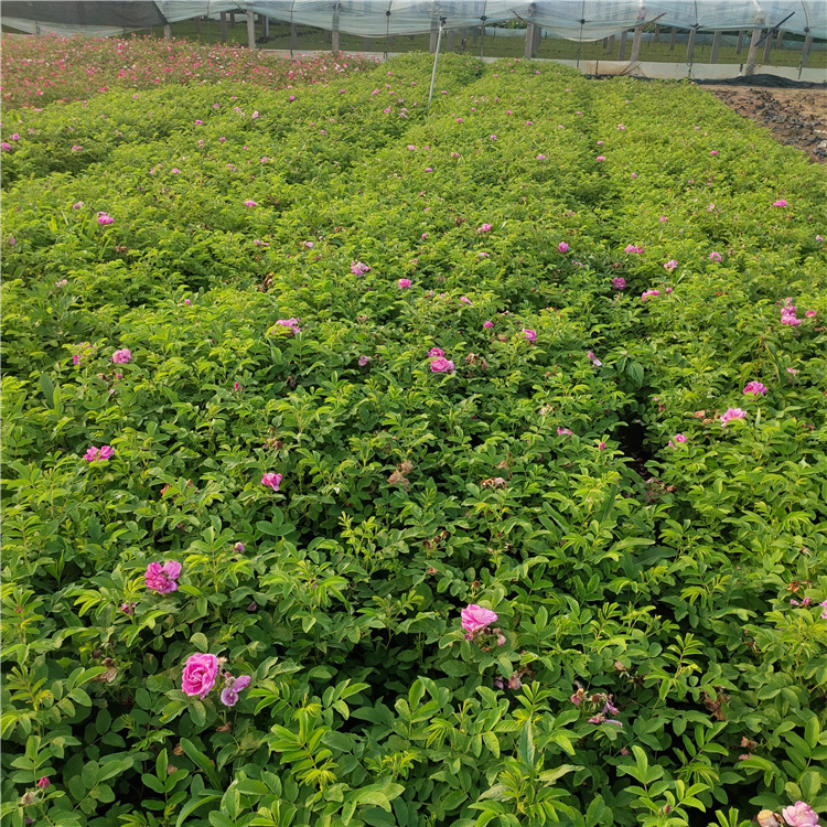 四季玫瑰种植基地 好苗售卖地 青州无刺玫瑰