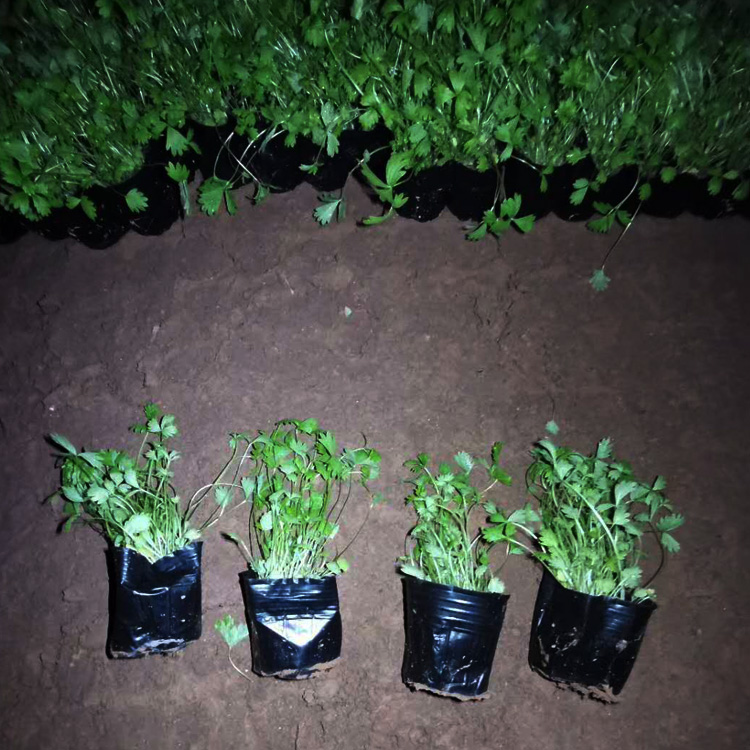 五叶委陵菜价格 五叶委陵菜出售 五叶委陵菜种植厂家 夏杰花卉