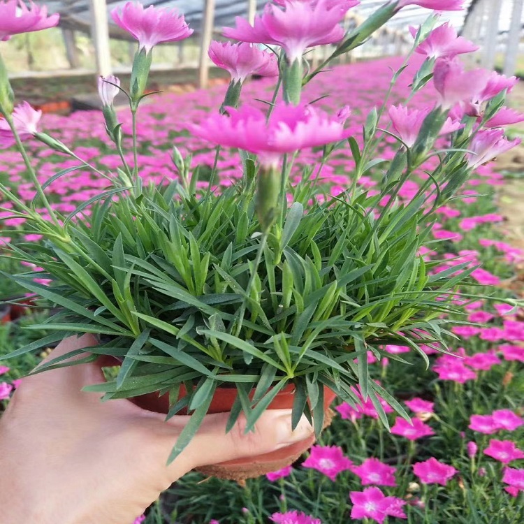 花坛护坡绿地绿化用苗 欧石竹杯苗批发 树庆