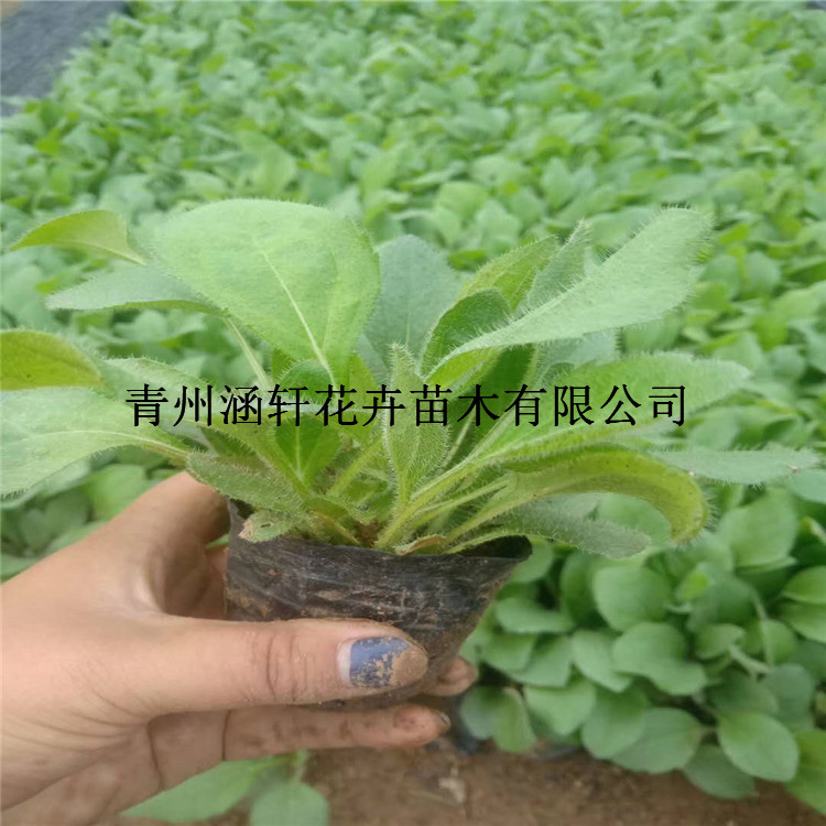 黑心菊价格     青州黑心菊
