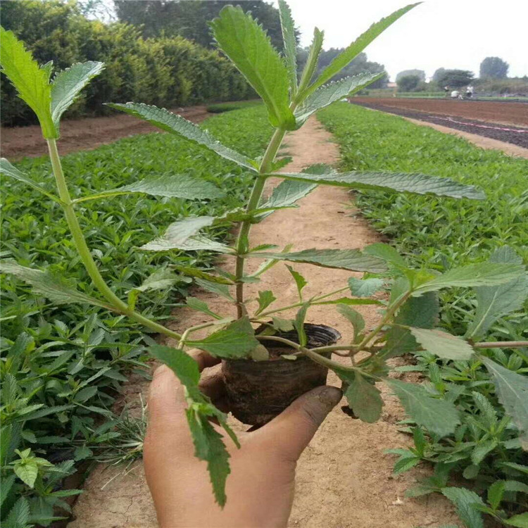 青州马鞭草种植基地    马鞭草价格